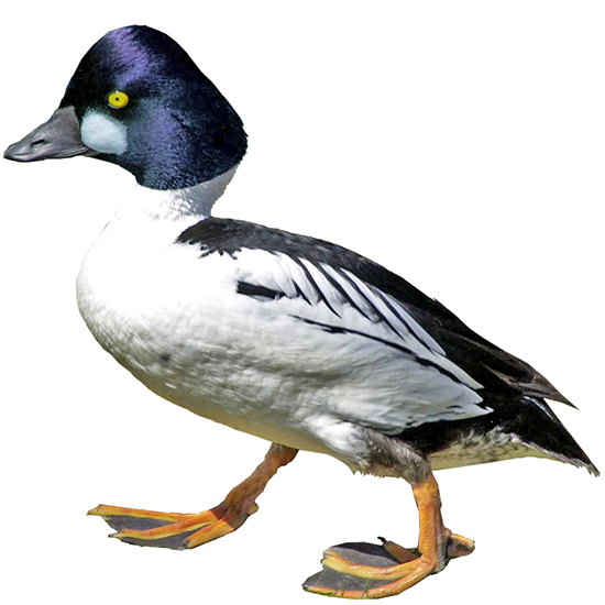 Barrow's Goldeneye Duck